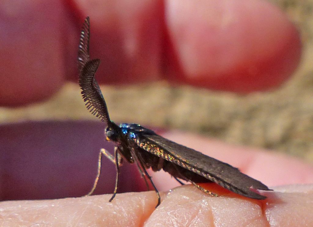 Identificazione lepidottero - Theresimima ampellophaga